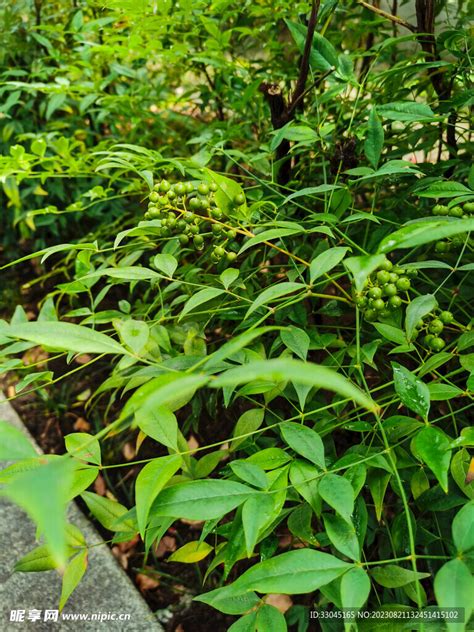 南天竹寺|【南天竹寺】南天竹寺：香港荃灣芙蓉山上的佛教聖地